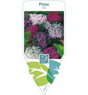 Phlox (S)  mix