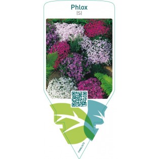 Phlox (S)  mix