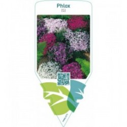 Phlox (S)  mix