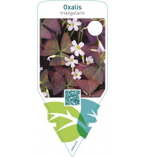 Oxalis triangularis