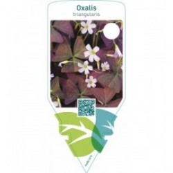 Oxalis triangularis