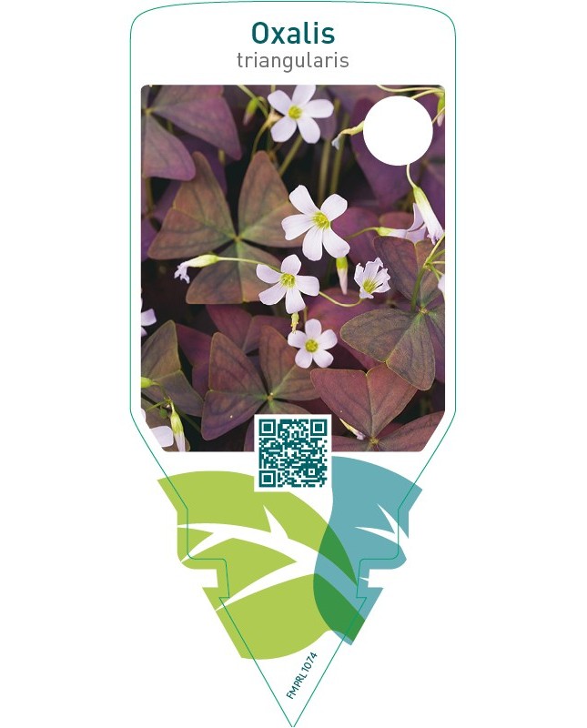 Oxalis triangularis