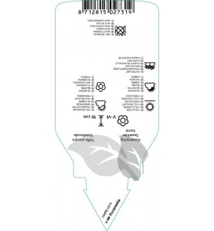Etichette di Oxalis triangularis *