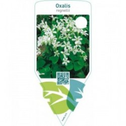 Oxalis regnellii