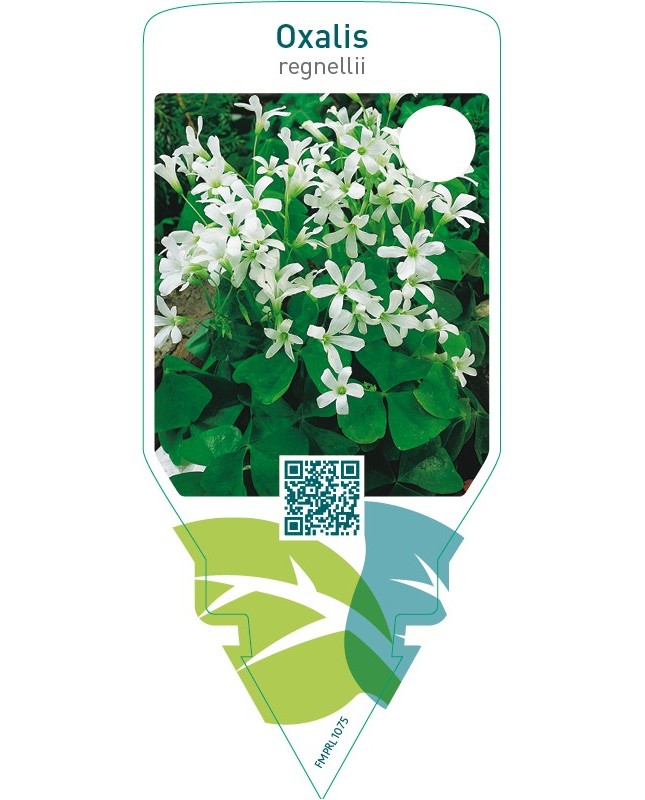 Oxalis regnellii