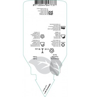 Etichette di Oxalis regnellii *