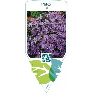 Phlox (S)  mauve