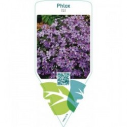 Phlox (S)  mauve
