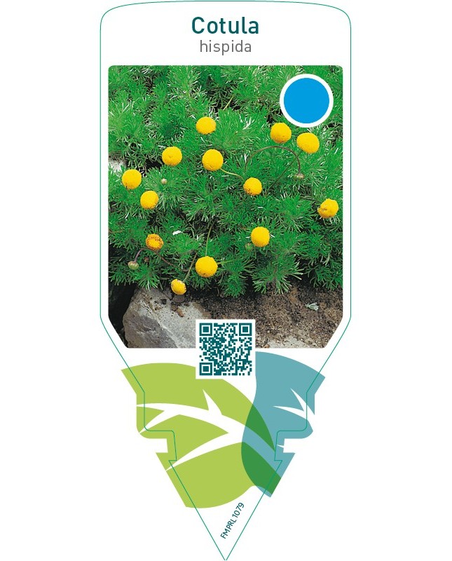 Cotula hispida