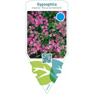 Gypsophila repens ‘Rosa Schönheit’