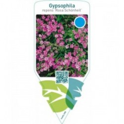 Gypsophila repens ‘Rosa Schönheit’