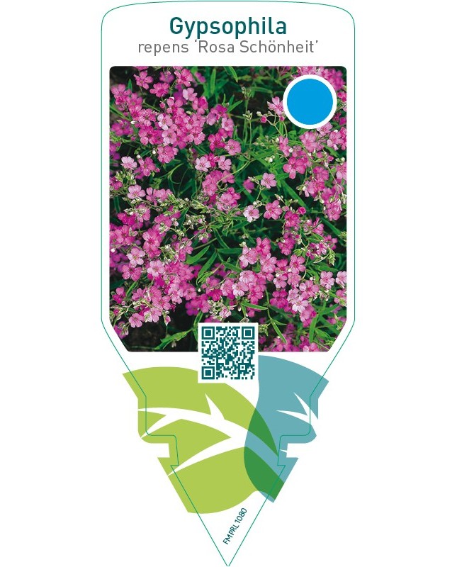 Gypsophila repens ‘Rosa Schönheit’