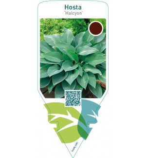 Hosta ‘Halcyon’