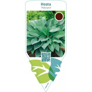 Hosta ‘Halcyon’