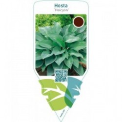 Hosta ‘Halcyon’