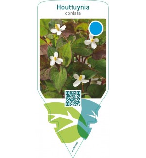 Houttuynia cordata