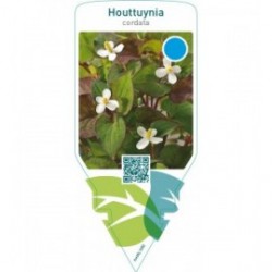 Houttuynia cordata