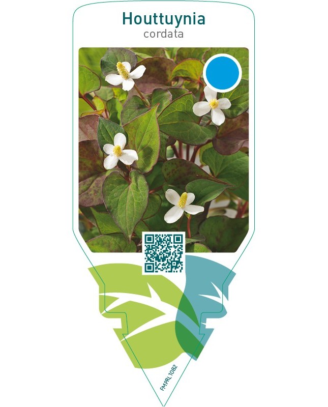 Houttuynia cordata