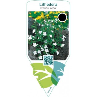 Lithodora diffusa ‘Alba’