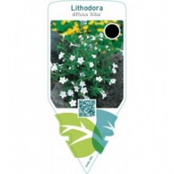 Lithodora diffusa ‘Alba’