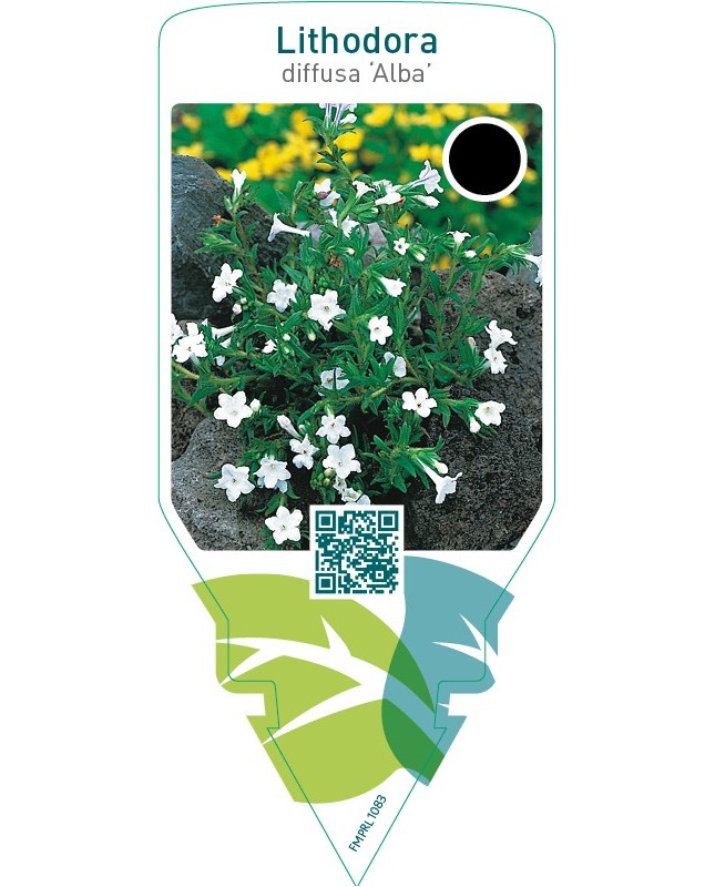Lithodora diffusa ‘Alba’