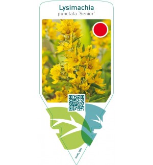 Lysimachia punctata ‘Senior’