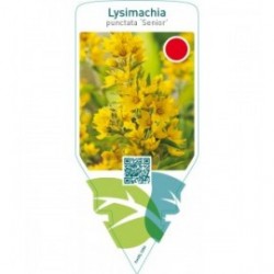Lysimachia punctata ‘Senior’