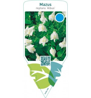 Mazus reptans ‘Albus’