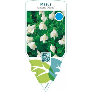 Mazus reptans ‘Albus’