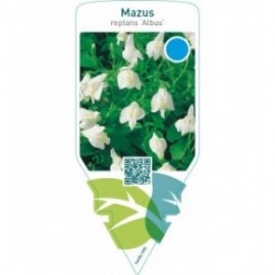 Mazus reptans ‘Albus’
