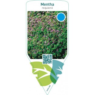 Mentha requienii