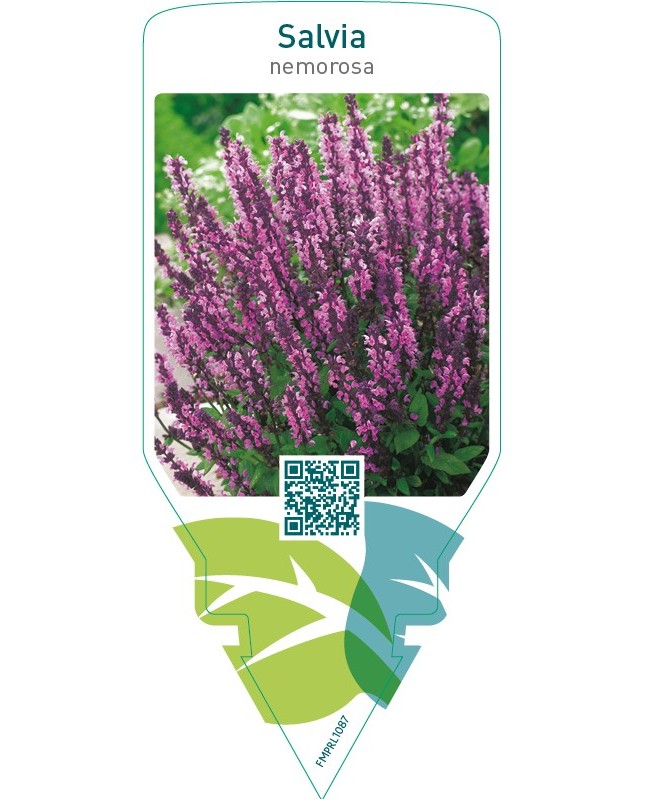 Salvia nemorosa  pink