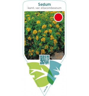 Sedum kamtschaticum ellacombeanum