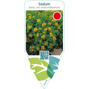 Sedum kamtschaticum ellacombeanum
