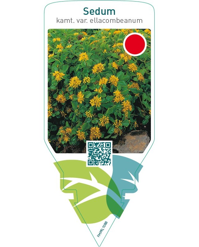Sedum kamtschaticum ellacombeanum