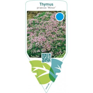 Thymus praecox ‘Minor’