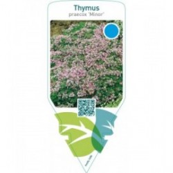 Thymus praecox ‘Minor’