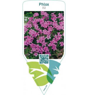 Phlox (S)  pink