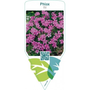 Phlox (S)  pink