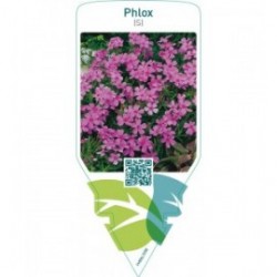 Phlox (S)  pink