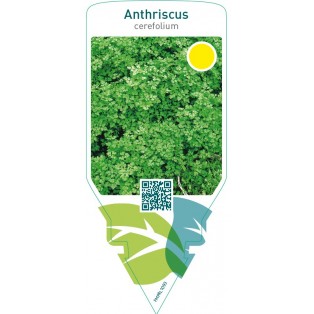 Anthriscus cerefolium (chervil)