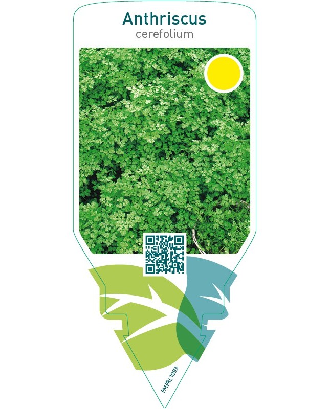 Anthriscus cerefolium (chervil)