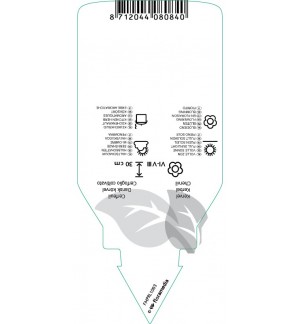Etichette di Anthriscus cerefolium (chervil) *