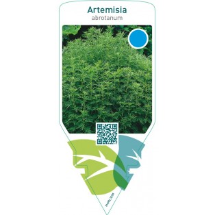 Artemisia abrotanum (southernwood)
