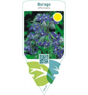 Borago officinalis