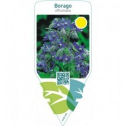 Borago officinalis