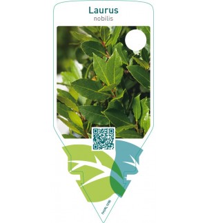 Laurus nobilis (sweet bay)