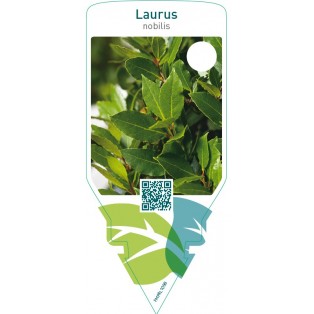 Laurus nobilis (sweet bay)