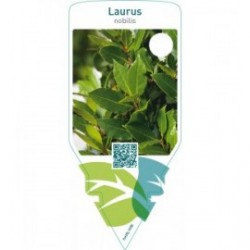 Laurus nobilis (sweet bay)