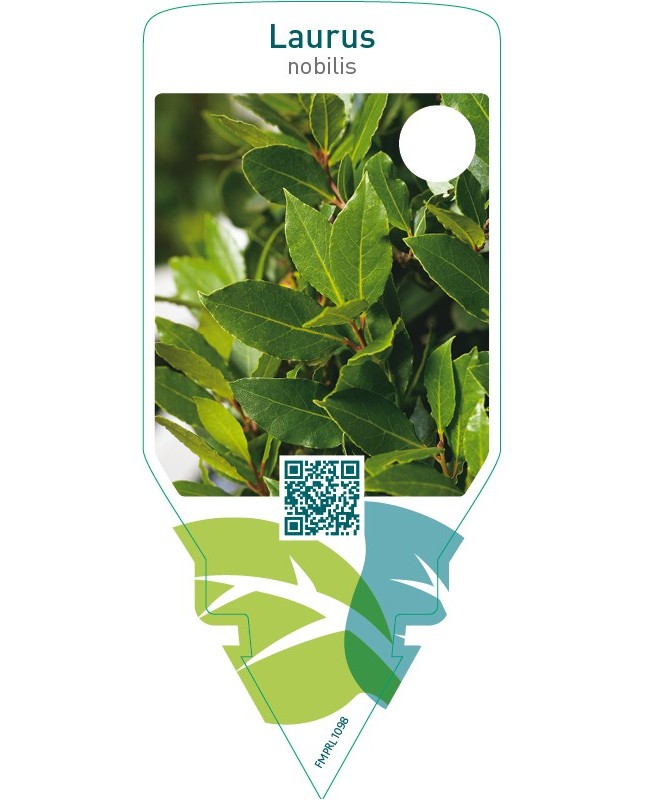 Laurus nobilis (sweet bay)